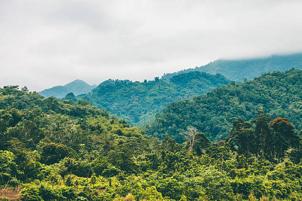 selva hills. - tropical rainforest jamaica tropical climate rainforest imagens e fotografias de stock