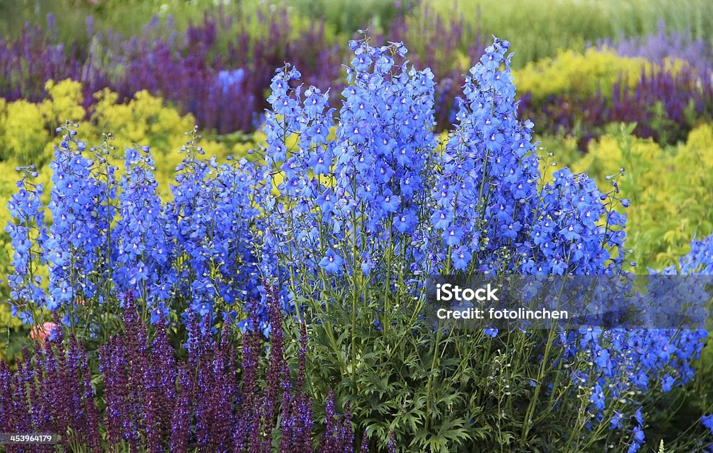 Herb i Kwiat Ogród - Zbiór zdjęć royalty-free (Dziurawiec zwyczajny)