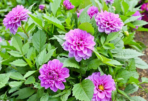 istock Purple Dahlias 453964335