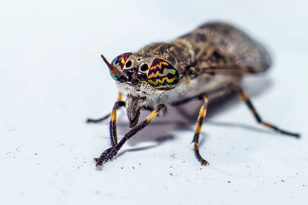 istock Portrait of a Horse-fly 453964419