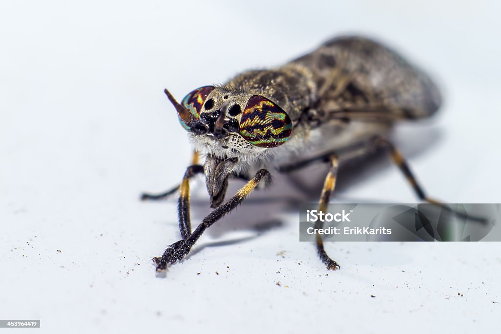 Portrait of a Horse-fly Horse-fly is the most widely-used English common name for members of the family Tabanidae. Apart from the common name "horse-flies", broad categories of biting, bloodsucking Tabanidae are variously known as breeze flies, clegs or clags, deer flies, gadflies, or zimbs. In some areas of Canada, they also are known as Bull Dog Flies. In Australia some species are known as "March flies", a name that in other English-speaking countries refers to a very different Dipteran family, the non-bloodsucking Bibionidae. Agricultural Field Stock Photo