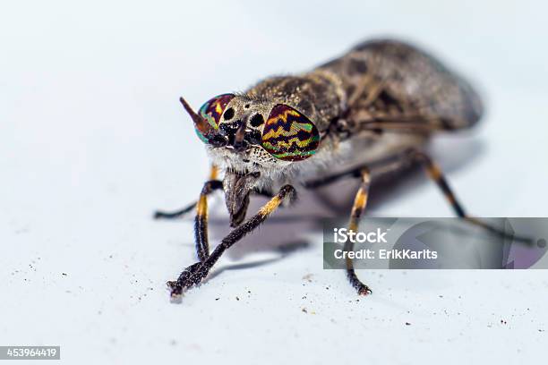 Portrait Of A Horsefly Stock Photo - Download Image Now - Agricultural Field, Animal, Animal Body Part