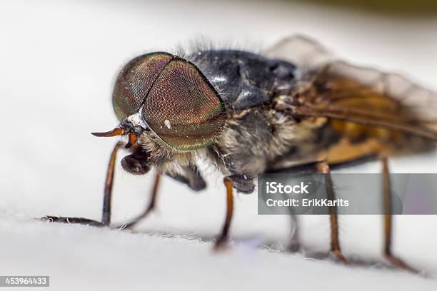 Retrato De Un Caballofly Foto de stock y más banco de imágenes de Aire libre - Aire libre, Ala de animal, Animal