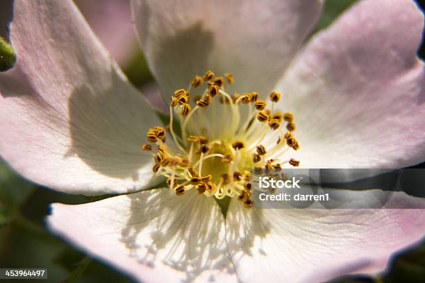 Flor Foto de stock y más banco de imágenes de Agua - Agua, Amarillo - Color, Belleza de la naturaleza