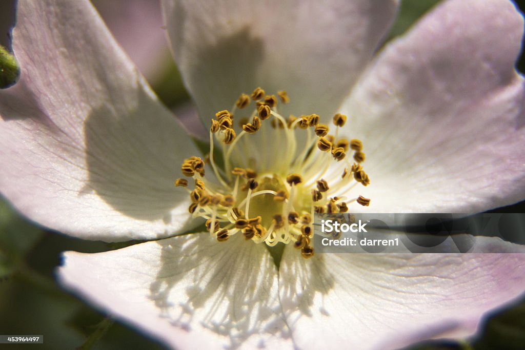 fiore - Foto stock royalty-free di Acqua