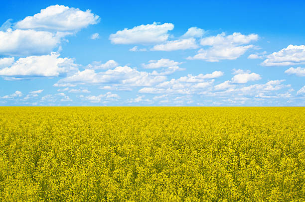 istock field of rapeseed 453967343
