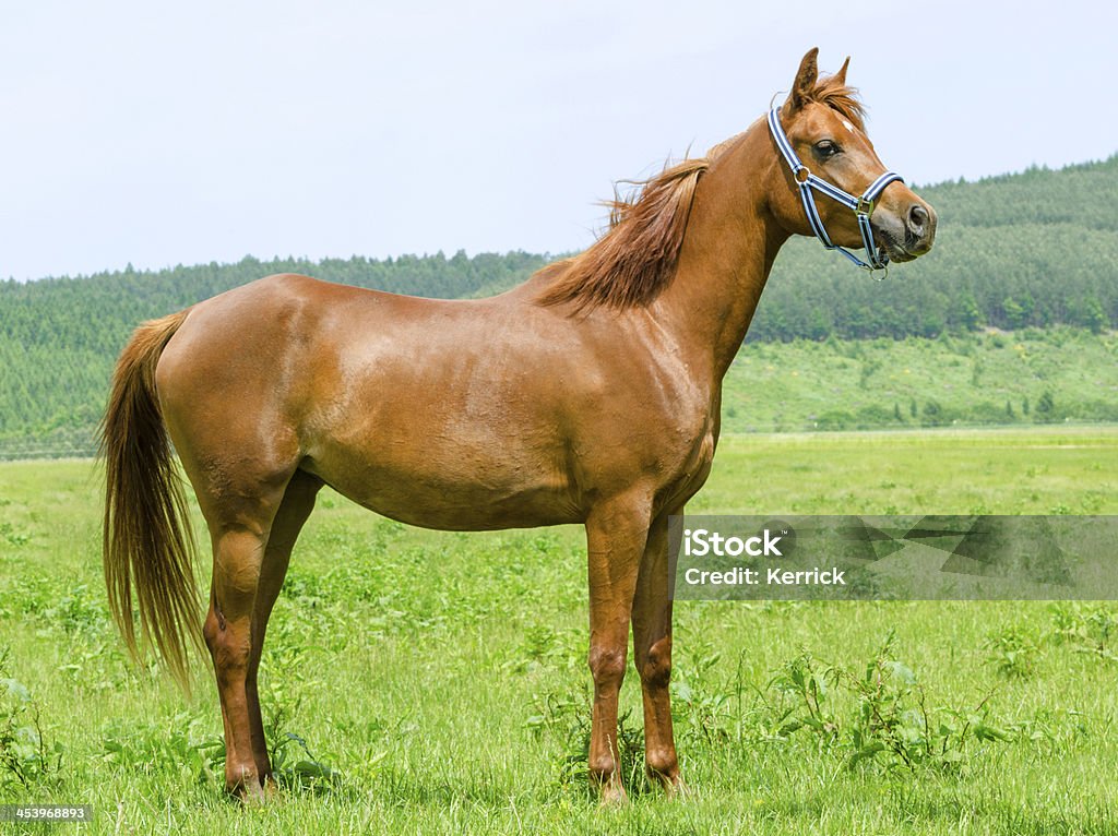 Asil Arabian horse-mare debout - Photo de Activité libre de droits