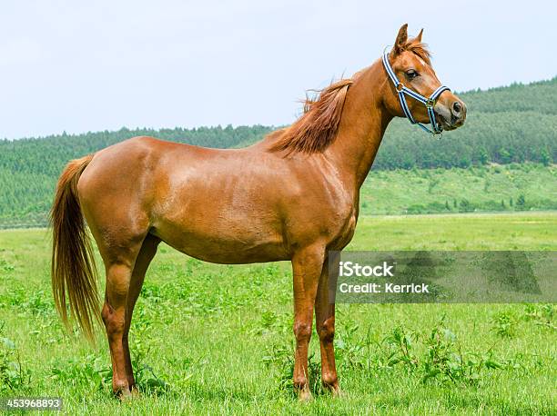 Asil Cavallo Arabomare In Piedi - Fotografie stock e altre immagini di Aggressione - Aggressione, Ambientazione esterna, Animale