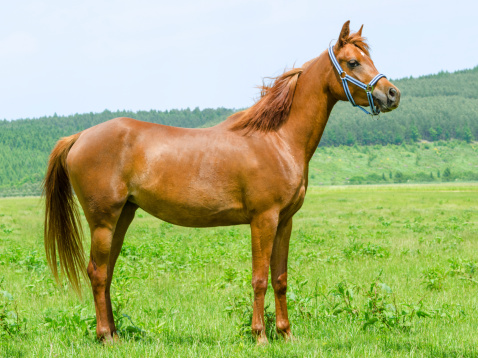 White horse grazing and eating grass in pasture in early spring