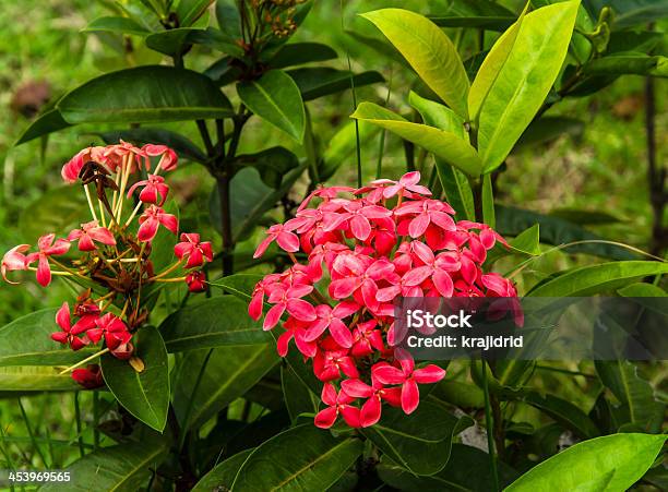 Ixora Fiore Rosso - Fotografie stock e altre immagini di Ambientazione esterna - Ambientazione esterna, Asia, Bellezza naturale