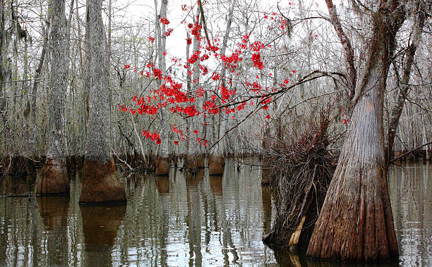 Photo of Red Flowers on a Single Swamp Tree in Winter
