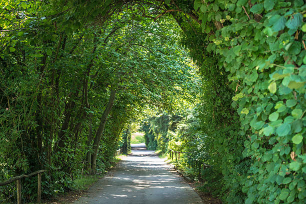 istock Green tree leaves canopy with small dept of field 453970135