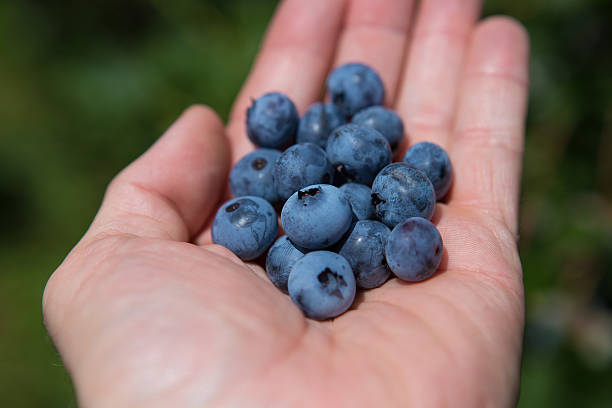 istock Blueberries in male hand 453971487