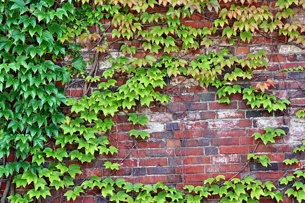 istock Wall of the castle palace 453974799
