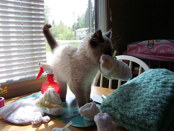 kitty porta bootee - domestic cat undomesticated cat window house foto e immagini stock