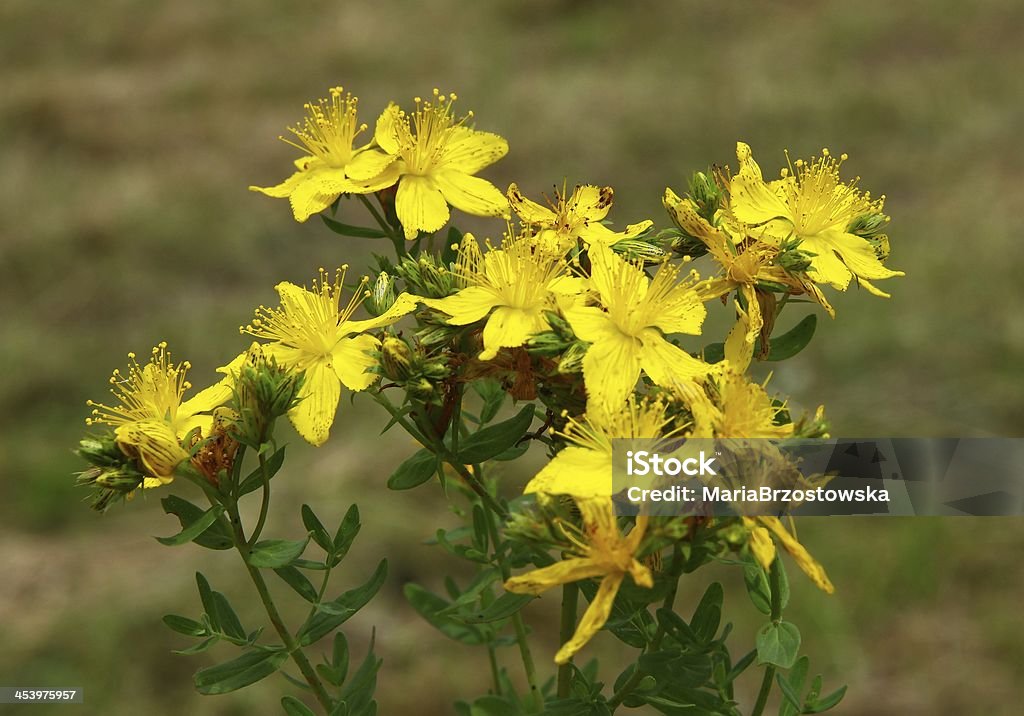 Hypericum perforatum Kräuter mit Gelbe Blumen - Lizenzfrei Blume Stock-Foto