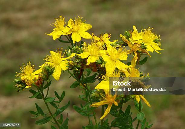 Hypericum Perforatum Kräuter Mit Gelbe Blumen Stockfoto und mehr Bilder von Blume - Blume, Farbbild, Fotografie