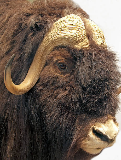 istock Nusk ox portrait 453976911