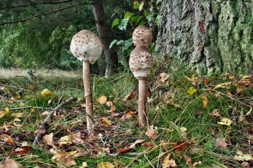 Growing in the woods three parasol mushroom