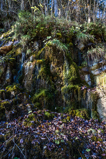 ruscello di montagna tra le pietre nella trama - baumblätter foto e immagini stock