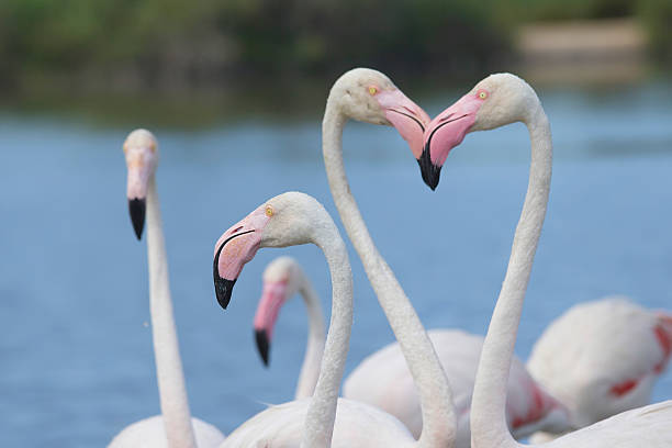 istock Group of flamingos. Horizontally. 453978617