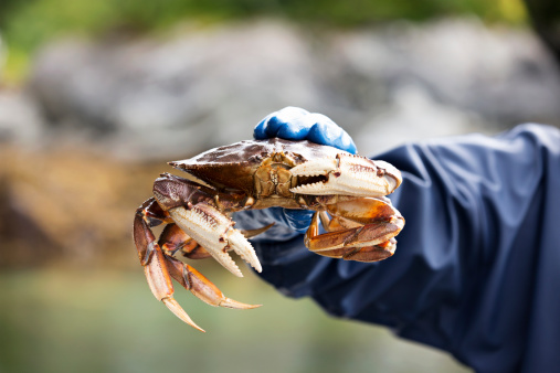 Fisherman in Sitka Alaska holding up a live Dungeness crab just taken out of a crab pot.