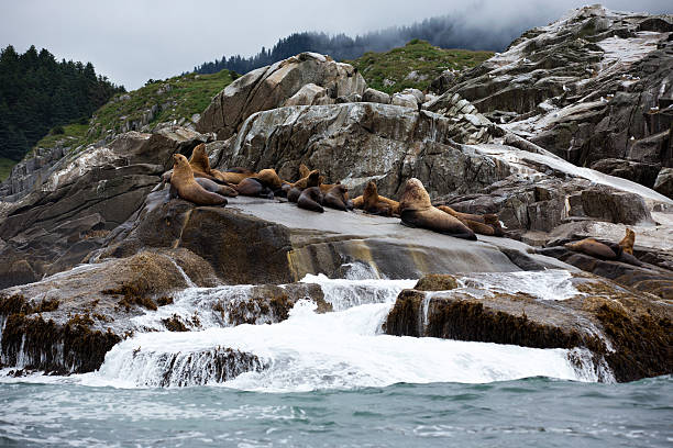 leoni di mare di steller su rocce in alaska - sitka foto e immagini stock