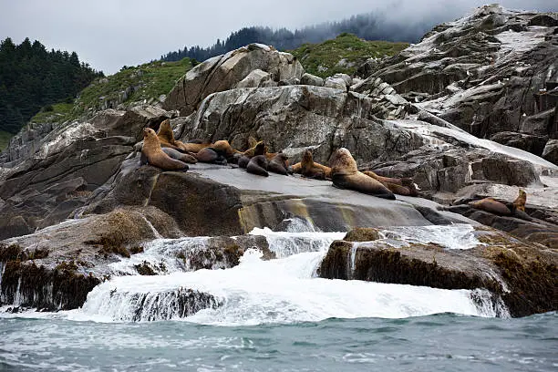 Steller sea lions lounging on a rock just off the coast north of Sitka Alaska.