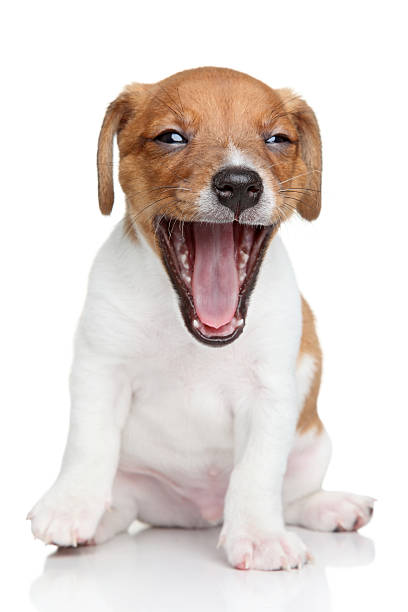 istock Jack Russell terrier puppy yawns 453982091