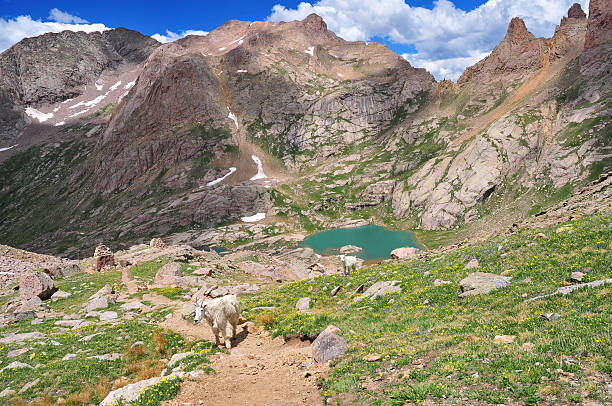 istock Mountain Goats in Colorado Rockies 453983125