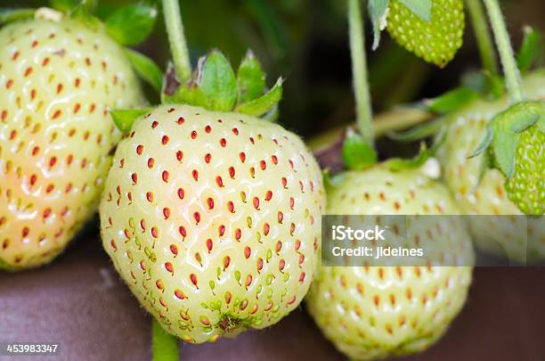 Verde Fresas Foto de stock y más banco de imágenes de Aire libre - Aire libre, Comida sana, Cultivado