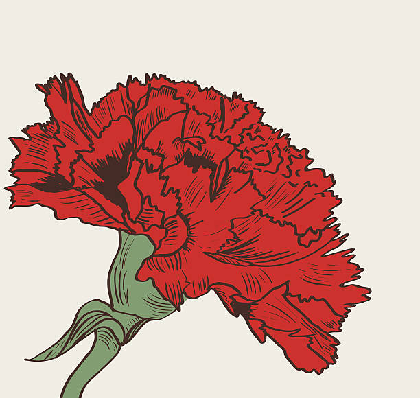 ilustrações de stock, clip art, desenhos animados e ícones de cravo - caryophyllaceae