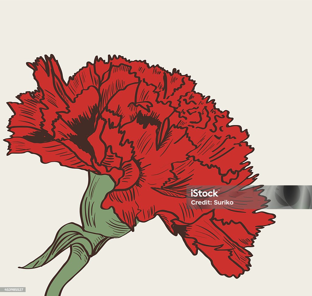 Graphic illustration of red carnation on white background Vector illustration with red flower.  Carnation - Flower stock vector