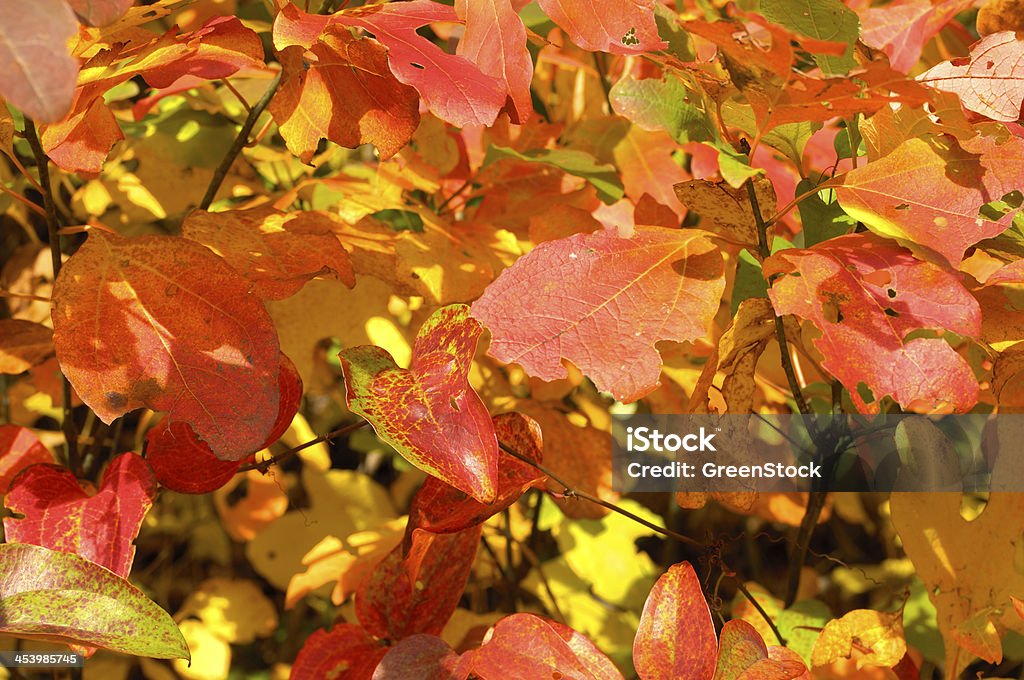 Fondo de otoño con hojas de Blue Ridge Parkway, Carolina del Norte, EE. UU. - Foto de stock de Amarillo - Color libre de derechos