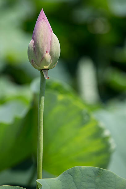 istock Lotus Water Lily Bud 453986131