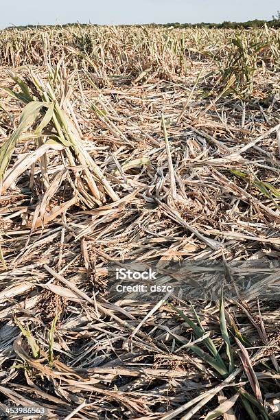 Susza Ravaged Upraw - zdjęcia stockowe i więcej obrazów Bez ludzi - Bez ludzi, Brązowy, Dojrzały