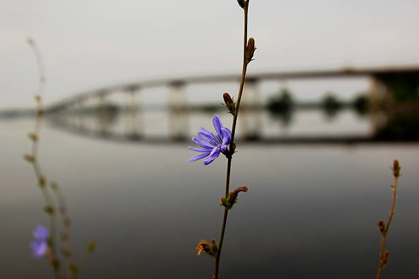 istock Purple wild flower before a bridge 453986591