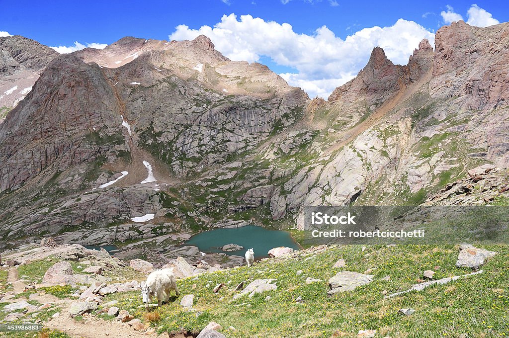 Montanhas Rochosas, Colorado - Foto de stock de Cabra das Montanhas Rochosas royalty-free