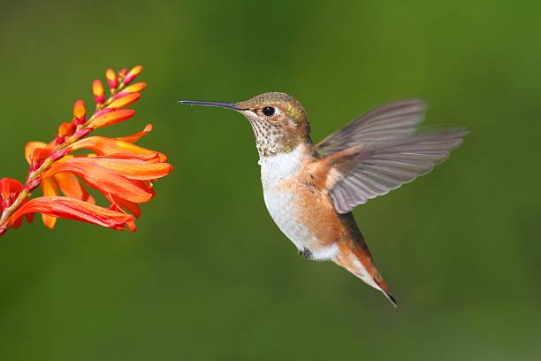 istock Male Allens Hummingbird (Selasphorus sasin) 453987041