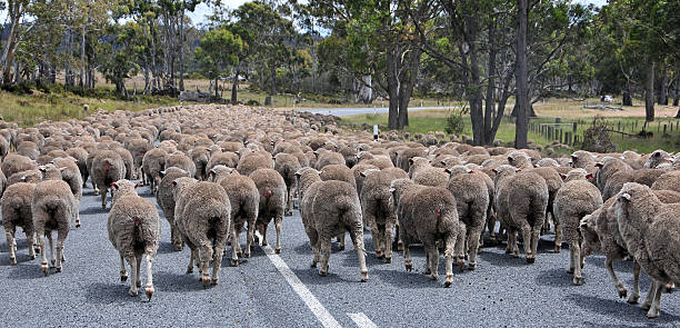 Sheep Traffic Down Under Tasmania, Australia koala walking stock pictures, royalty-free photos & images