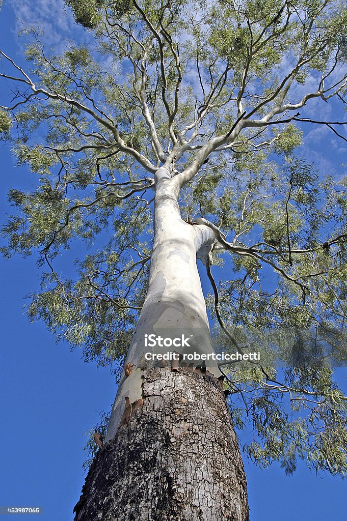 Árbol de eucalipto con cigarra Molts, Australia - Foto de stock de Koala libre de derechos