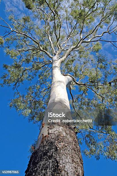 Árbol De Eucalipto Con Cigarra Molts Australia Foto de stock y más banco de imágenes de Koala - Koala, Azul, Árbol