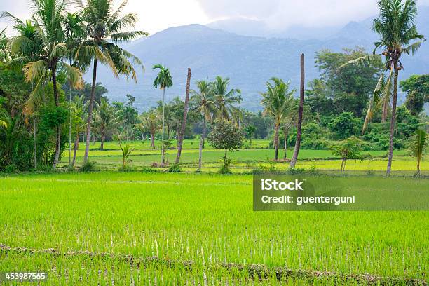 Rice Fields In Java Indonesia Stock Photo - Download Image Now ...