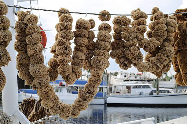 Natural Sponges on Fishing Boat Natural sponges on a fishing boat in Tarpon Springs, Florida. sponge bath sponge nature animal stock pictures, royalty-free photos & images