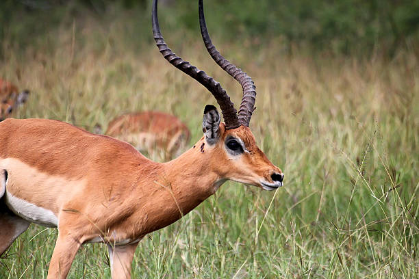 istock Antelope in Akagera National park 453992253