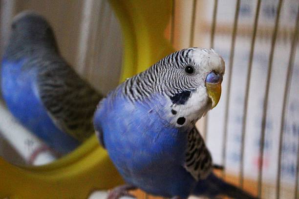 Parakeet Reflection 220+ Blue White And Black Budgie Stock Photos, Pictures & Royalty-Free ...