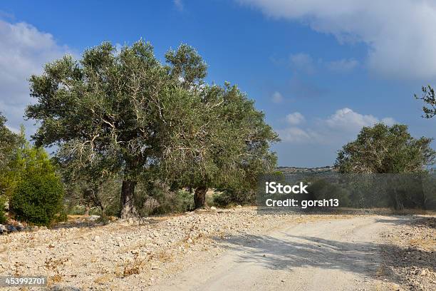 オリーブの木に囲まれたcountry Road 近くエルサレム - イスラエルのストックフォトや画像を多数ご用意 - イスラエル, エルサレム, オリーブ