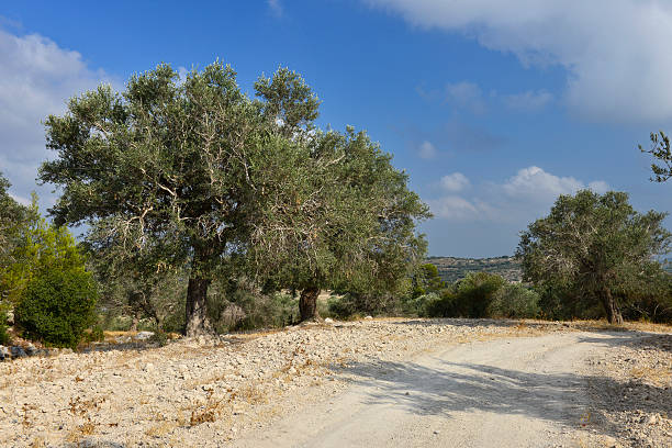 istock Olive trees at a country road near Jerusalem 453992701