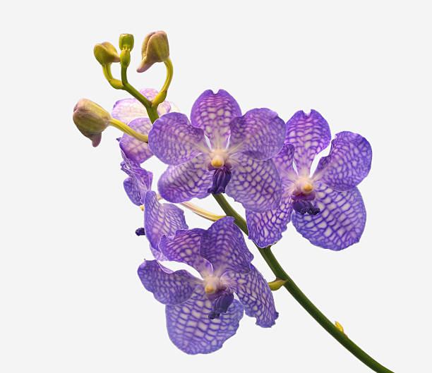 istock Beautiful purple orchid flowers 453993559