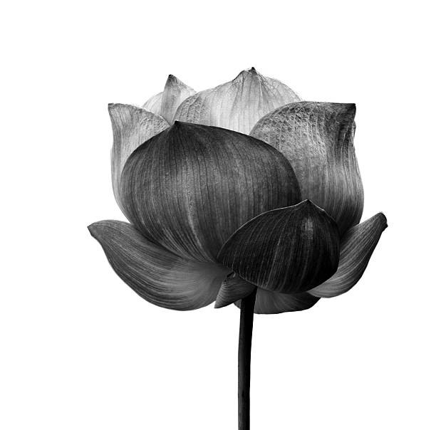 istock Lotus flower in black and white 453993561
